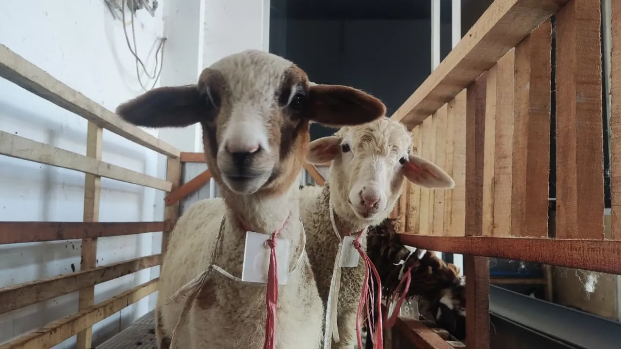 Kandang kambing Barokah Aqiqah