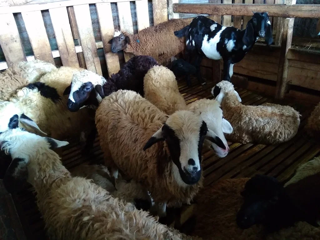 Niat Aqiqah Digabung dengan Kurban Idul Adha, Apakah Sah Secara Syariat?