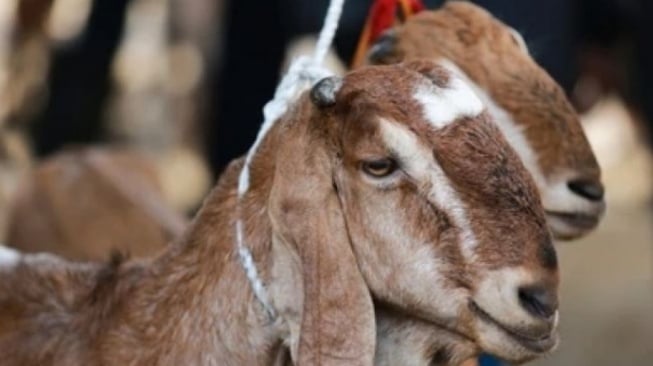 Hukum Melaksanakan Aqiqah untuk Anak Angkat (Adopsi), Siapa yang Wajib Menunaikannya?