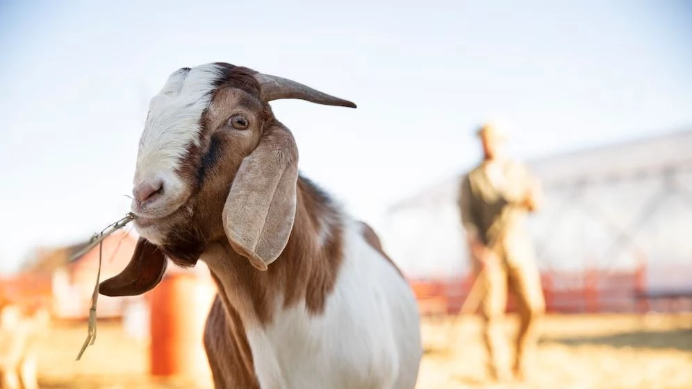 Bolehkah Patungan Membeli Kambing Aqiqah untuk Menghemat Biaya?