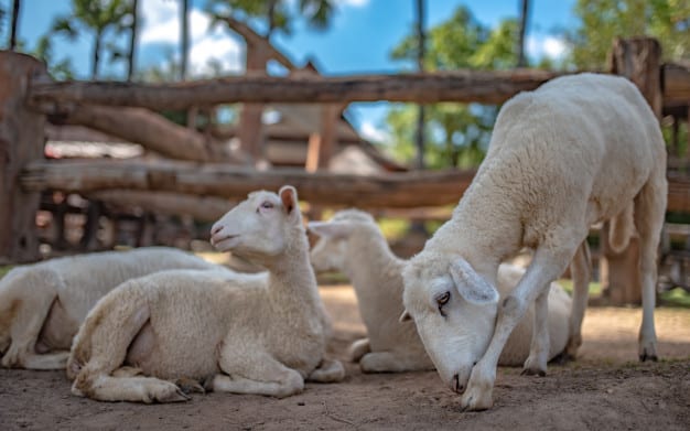 Panduan Fikih Menggabungkan Niat Aqiqah dan Kurban Bersamaan